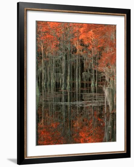 Cypress Swamp with Reflections, George Smith State Park, Georgia, USA-Joanne Wells-Framed Photographic Print