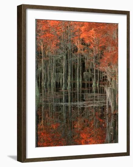 Cypress Swamp with Reflections, George Smith State Park, Georgia, USA-Joanne Wells-Framed Photographic Print