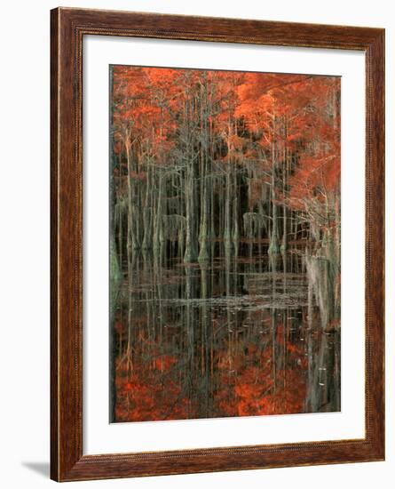 Cypress Swamp with Reflections, George Smith State Park, Georgia, USA-Joanne Wells-Framed Photographic Print