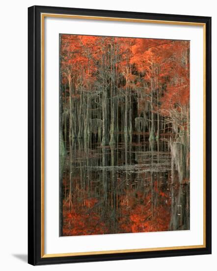 Cypress Swamp with Reflections, George Smith State Park, Georgia, USA-Joanne Wells-Framed Photographic Print