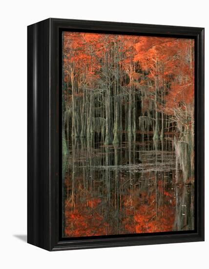 Cypress Swamp with Reflections, George Smith State Park, Georgia, USA-Joanne Wells-Framed Premier Image Canvas