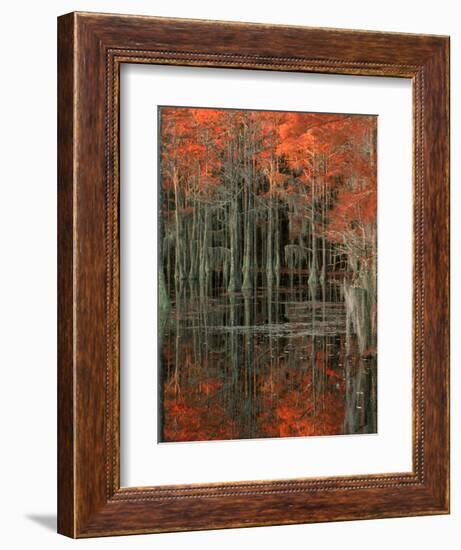 Cypress Swamp with Reflections, George Smith State Park, Georgia, USA-Joanne Wells-Framed Photographic Print