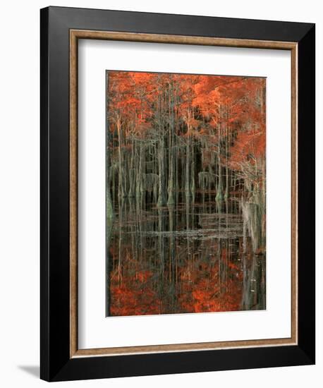 Cypress Swamp with Reflections, George Smith State Park, Georgia, USA-Joanne Wells-Framed Photographic Print