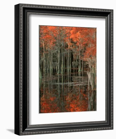 Cypress Swamp with Reflections, George Smith State Park, Georgia, USA-Joanne Wells-Framed Photographic Print