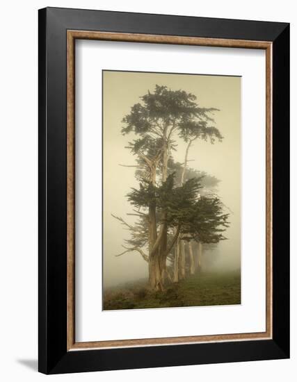 Cypress Symmetry-David Lorenz Winston-Framed Art Print