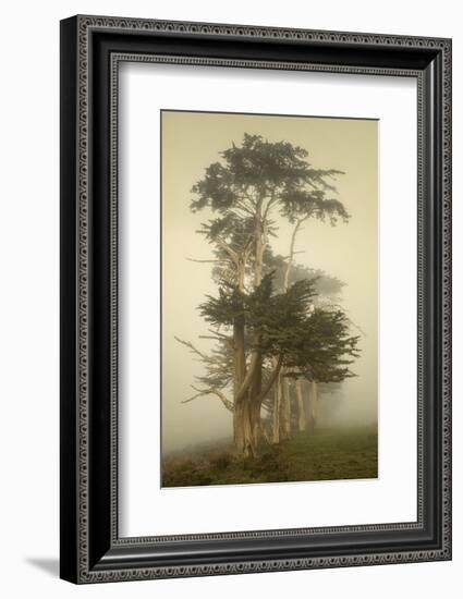 Cypress Symmetry-David Lorenz Winston-Framed Art Print