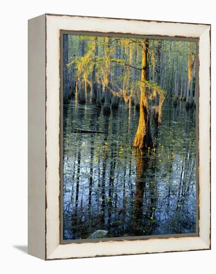 Cypress Tree and Bladderwort Flowers in Swamp-James Randklev-Framed Premier Image Canvas