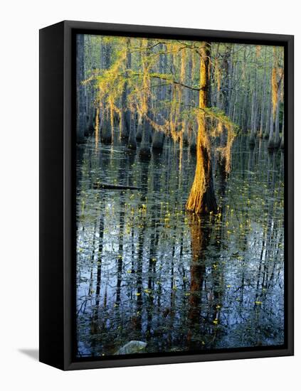 Cypress Tree and Bladderwort Flowers in Swamp-James Randklev-Framed Premier Image Canvas