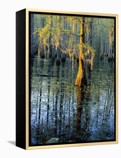 Cypress Tree and Bladderwort Flowers in Swamp-James Randklev-Framed Premier Image Canvas