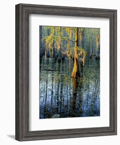 Cypress Tree and Bladderwort Flowers in Swamp-James Randklev-Framed Photographic Print