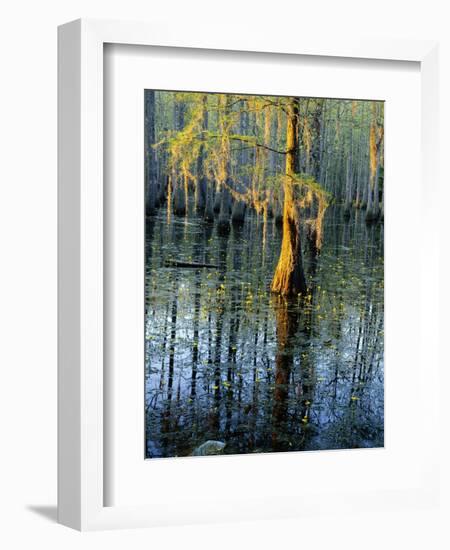 Cypress Tree and Bladderwort Flowers in Swamp-James Randklev-Framed Photographic Print