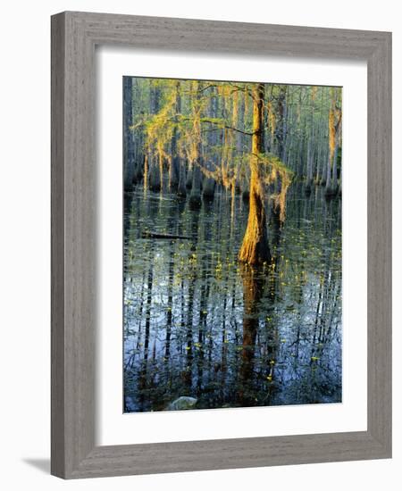 Cypress Tree and Bladderwort Flowers in Swamp-James Randklev-Framed Photographic Print