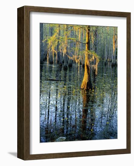 Cypress Tree and Bladderwort Flowers in Swamp-James Randklev-Framed Photographic Print