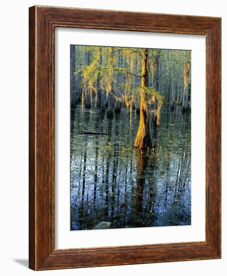 Cypress Tree and Bladderwort Flowers in Swamp-James Randklev-Framed Photographic Print