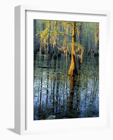 Cypress Tree and Bladderwort Flowers in Swamp-James Randklev-Framed Photographic Print