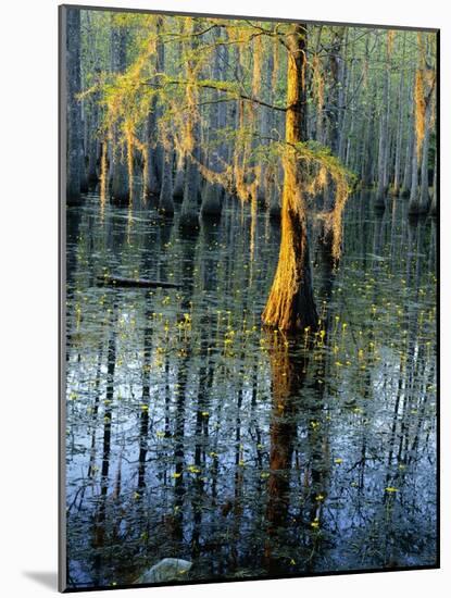 Cypress Tree and Bladderwort Flowers in Swamp-James Randklev-Mounted Photographic Print