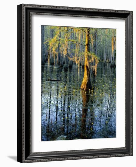 Cypress Tree and Bladderwort Flowers in Swamp-James Randklev-Framed Photographic Print