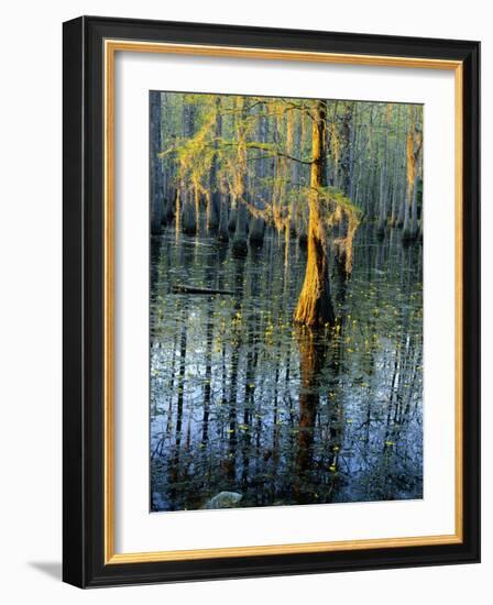 Cypress Tree and Bladderwort Flowers in Swamp-James Randklev-Framed Photographic Print