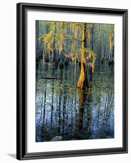 Cypress Tree and Bladderwort Flowers in Swamp-James Randklev-Framed Photographic Print