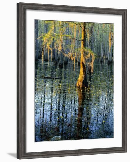 Cypress Tree and Bladderwort Flowers in Swamp-James Randklev-Framed Photographic Print