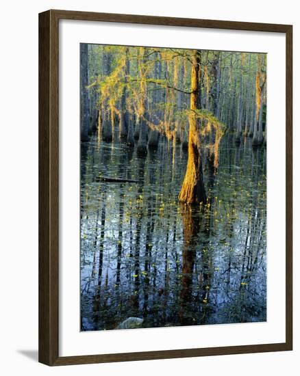 Cypress Tree and Bladderwort Flowers in Swamp-James Randklev-Framed Photographic Print