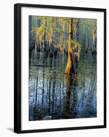 Cypress Tree and Bladderwort Flowers in Swamp-James Randklev-Framed Photographic Print