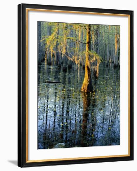 Cypress Tree and Bladderwort Flowers in Swamp-James Randklev-Framed Photographic Print