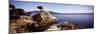 Cypress Tree at the Coast, the Lone Cypress, 17 Mile Drive, Carmel, California, USA-null-Mounted Photographic Print