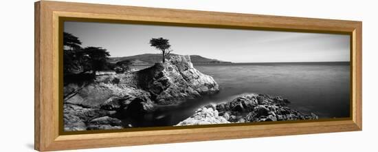 Cypress Tree at the Coast, the Lone Cypress, 17 Mile Drive, Carmel, California, USA-null-Framed Stretched Canvas