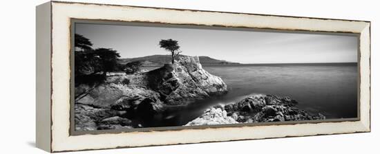 Cypress Tree at the Coast, the Lone Cypress, 17 Mile Drive, Carmel, California, USA-null-Framed Stretched Canvas