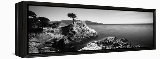 Cypress Tree at the Coast, the Lone Cypress, 17 Mile Drive, Carmel, California, USA-null-Framed Stretched Canvas