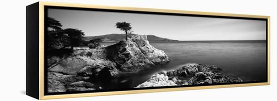 Cypress Tree at the Coast, the Lone Cypress, 17 Mile Drive, Carmel, California, USA-null-Framed Stretched Canvas