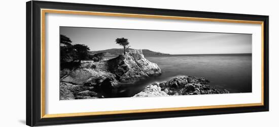 Cypress Tree at the Coast, the Lone Cypress, 17 Mile Drive, Carmel, California, USA-null-Framed Photographic Print