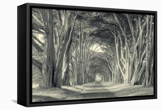 Cypress Tree Road, Point Reyes-Vincent James-Framed Premier Image Canvas