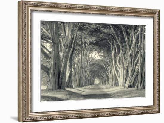 Cypress Tree Road, Point Reyes-Vincent James-Framed Photographic Print