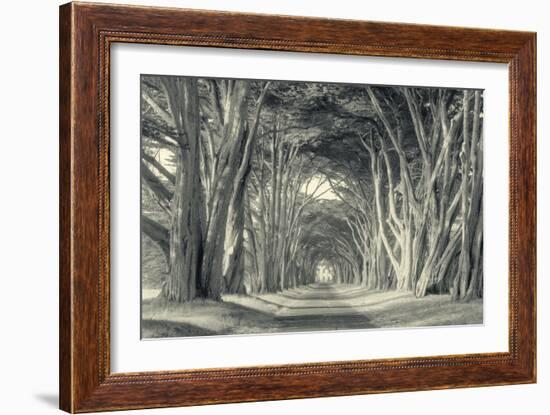 Cypress Tree Road, Point Reyes-Vincent James-Framed Photographic Print