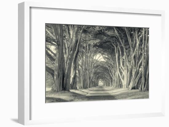 Cypress Tree Road, Point Reyes-Vincent James-Framed Photographic Print