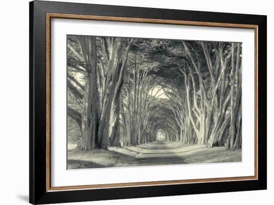 Cypress Tree Road, Point Reyes-Vincent James-Framed Photographic Print