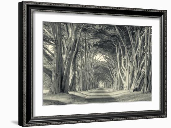 Cypress Tree Road, Point Reyes-Vincent James-Framed Photographic Print