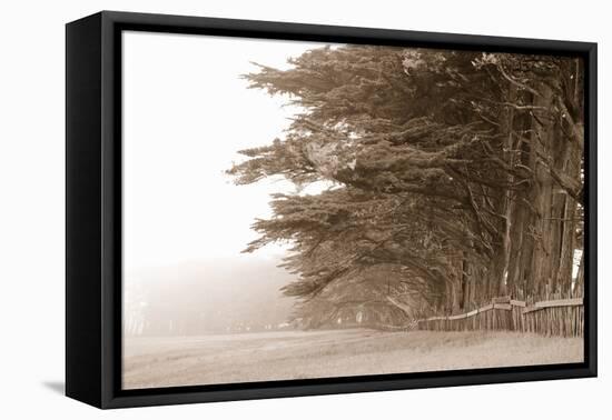 Cypress Trees Along a Farm, Fort Bragg, California, USA-null-Framed Stretched Canvas