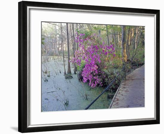 Cypress Trees and Azaleas at Magnolia Plantation, Charleston, South Carolina, USA-Julie Eggers-Framed Photographic Print