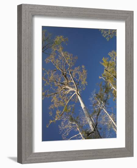 Cypress trees, Corkscrew Swamp Sanctuary, Florida-Maresa Pryor-Framed Photographic Print