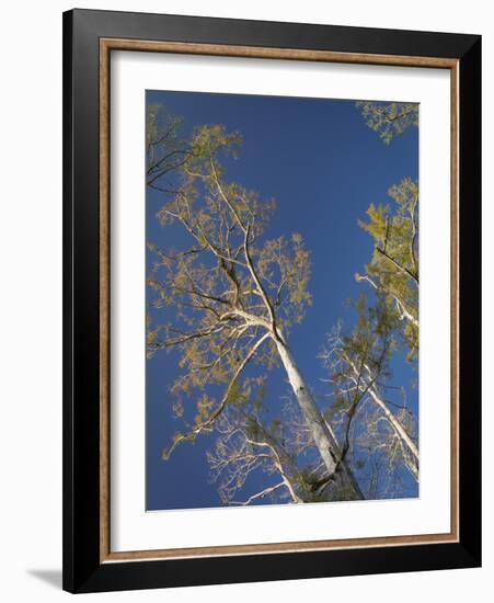 Cypress trees, Corkscrew Swamp Sanctuary, Florida-Maresa Pryor-Framed Photographic Print