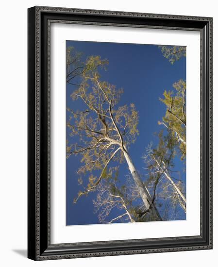 Cypress trees, Corkscrew Swamp Sanctuary, Florida-Maresa Pryor-Framed Photographic Print