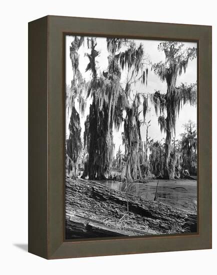 Cypress Trees Covered in Spanish Moss-null-Framed Premier Image Canvas