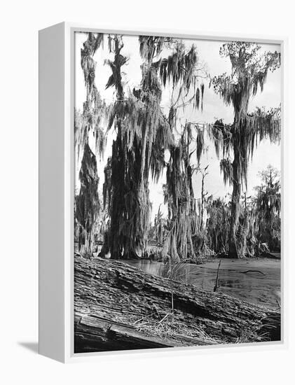 Cypress Trees Covered in Spanish Moss-null-Framed Premier Image Canvas