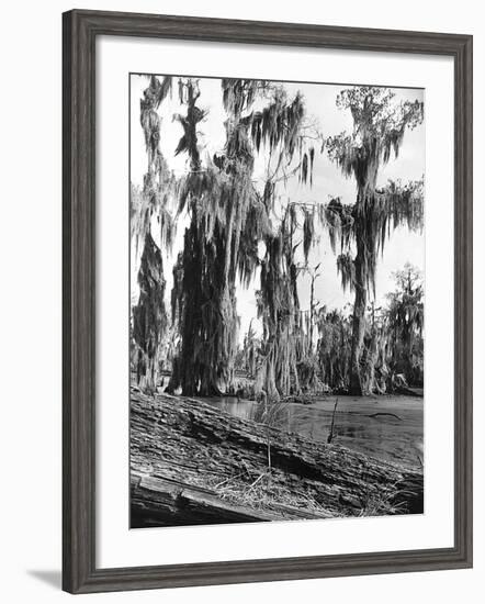 Cypress Trees Covered in Spanish Moss-null-Framed Photographic Print