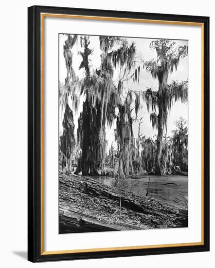 Cypress Trees Covered in Spanish Moss-null-Framed Photographic Print