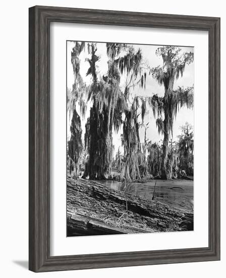 Cypress Trees Covered in Spanish Moss-null-Framed Photographic Print