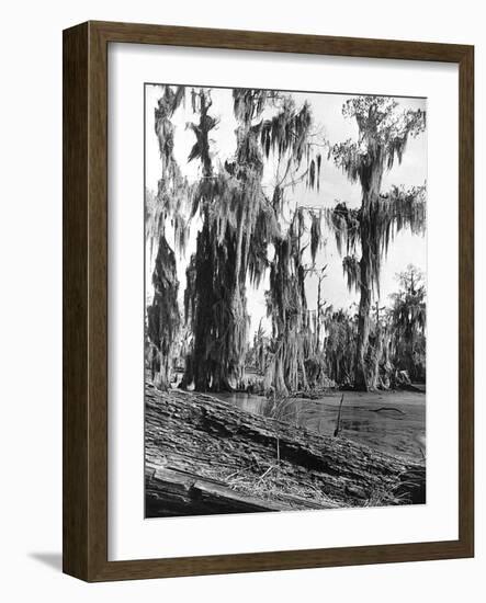 Cypress Trees Covered in Spanish Moss-null-Framed Photographic Print